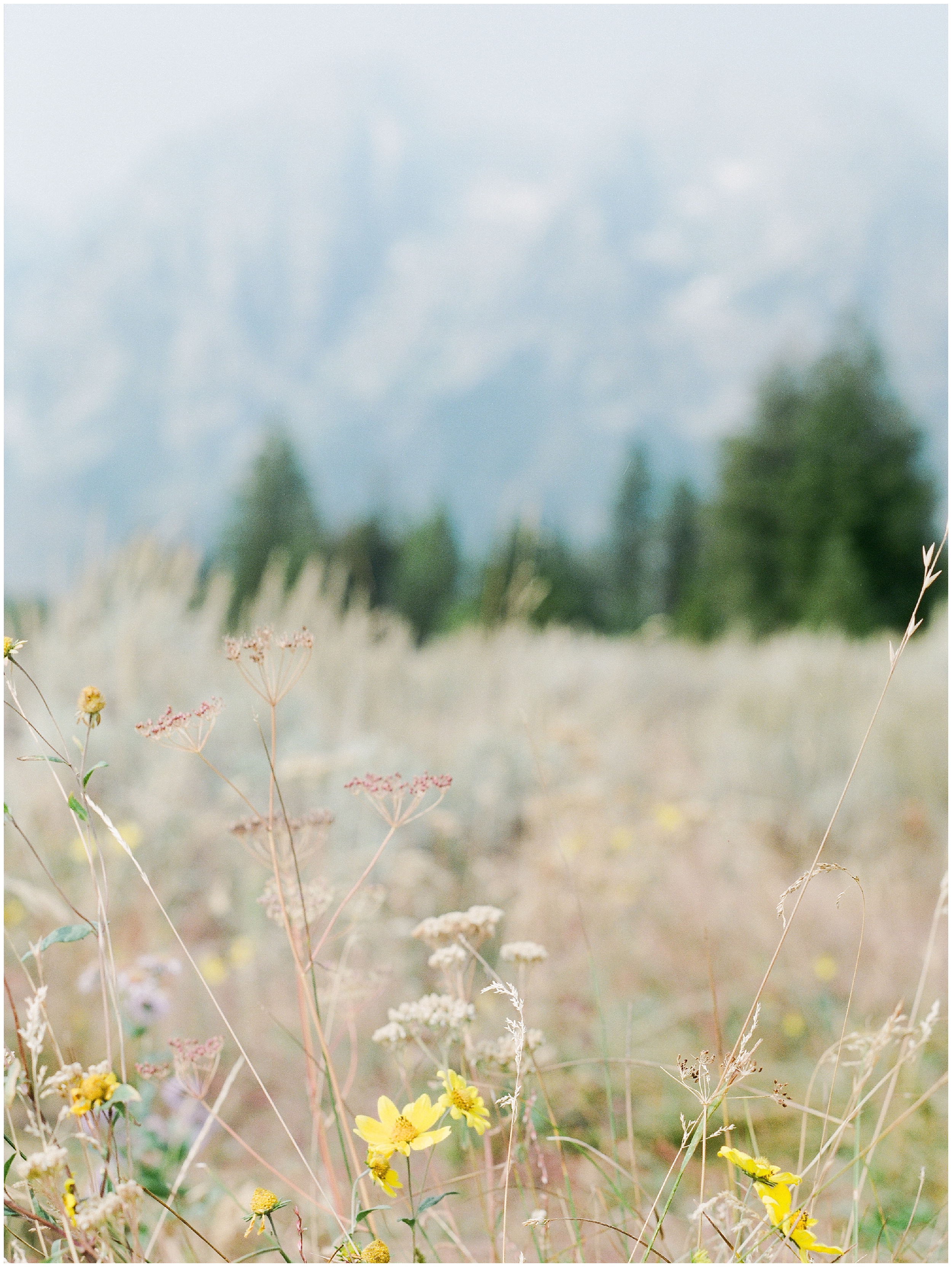 wildflowers growing in front of mountain at Teton National Park