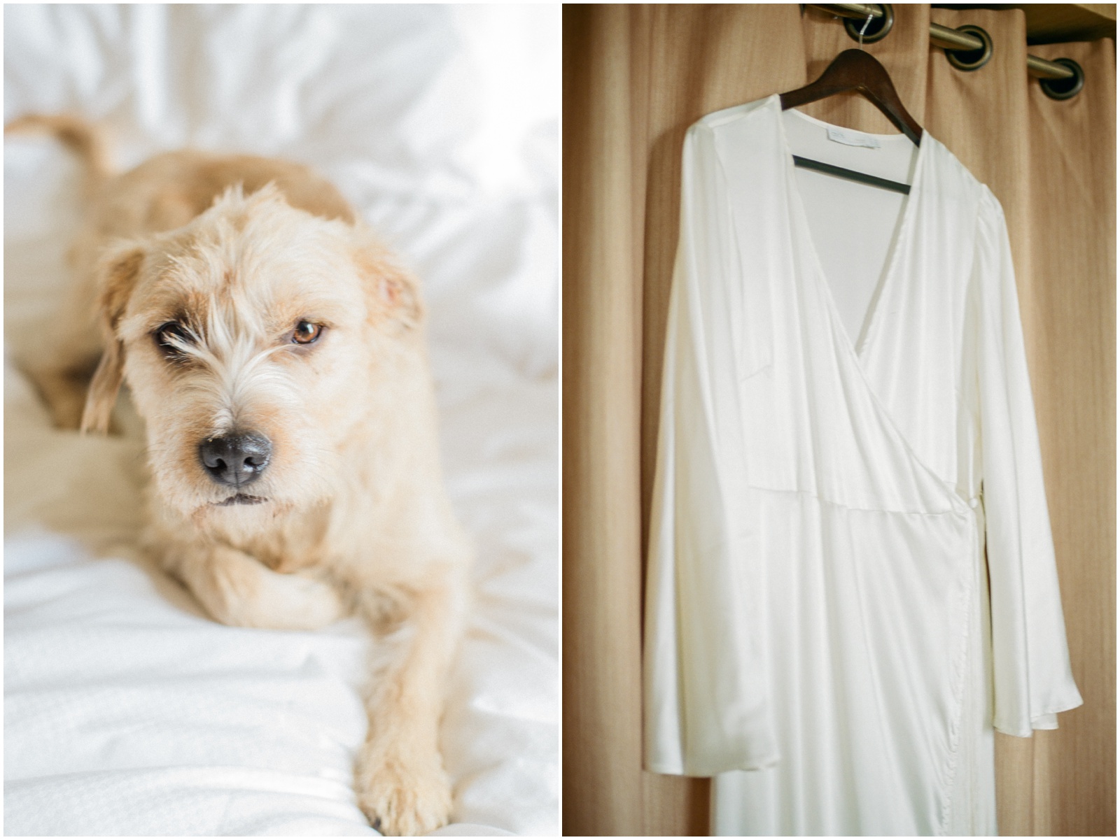 dog on white bed on wedding day