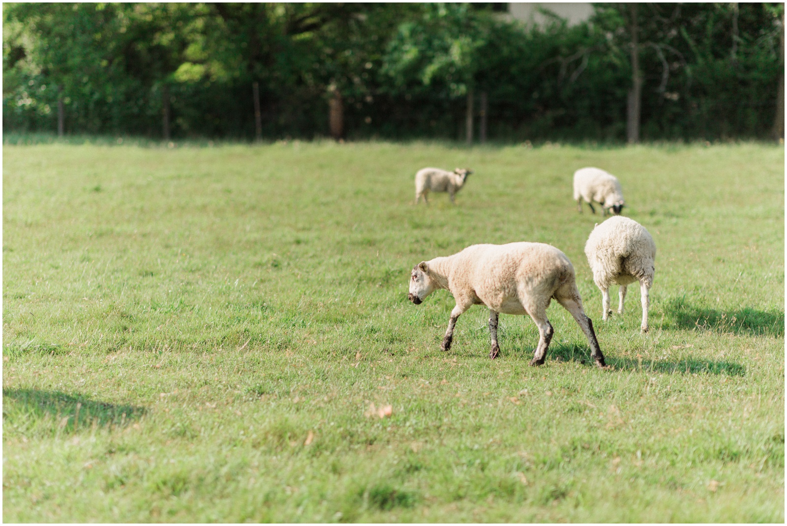sheep farm wedding