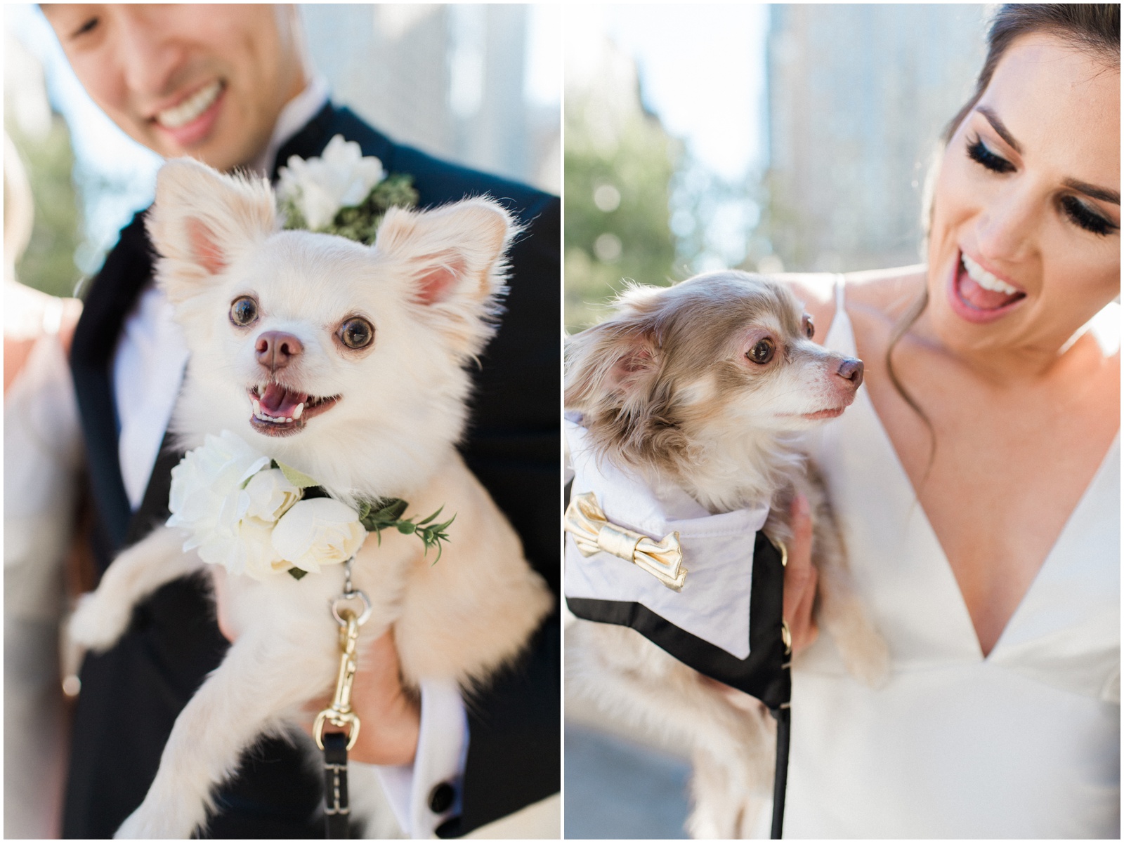 wedding with dogs