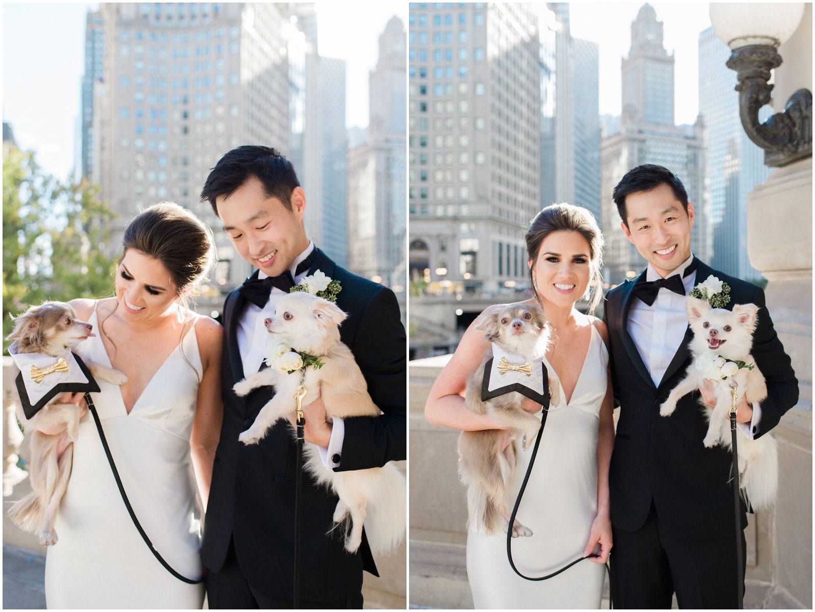 chicago wedding with dogs